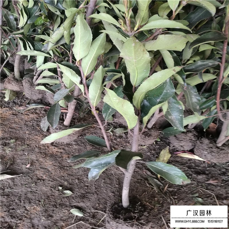 珊瑚樹基地