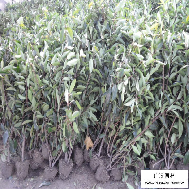 珊瑚樹基地