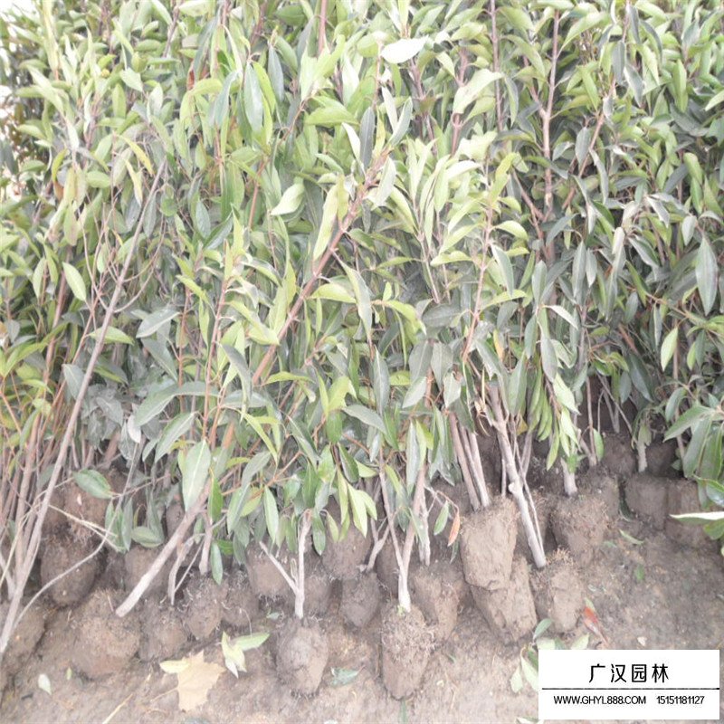 珊瑚樹基地
