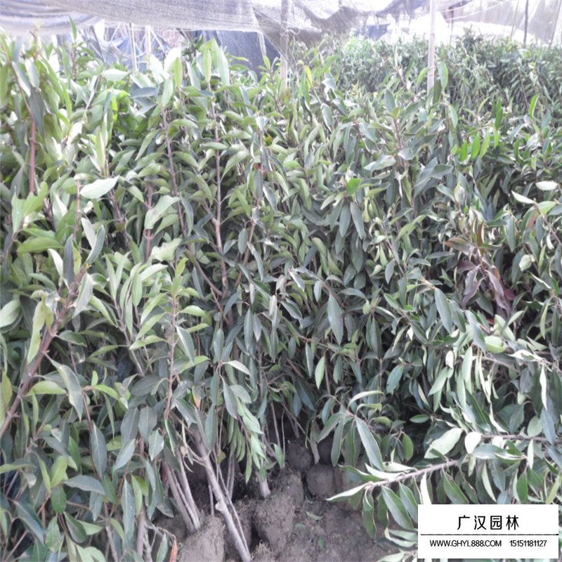 珊瑚樹基地