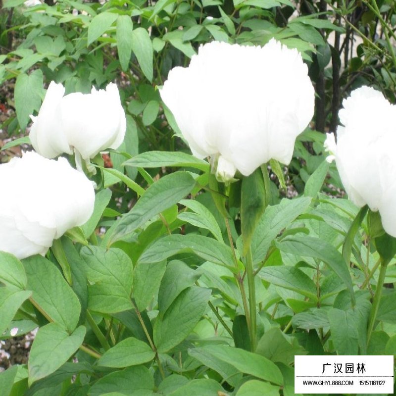 芍藥發芽需要什么條件(圖2)