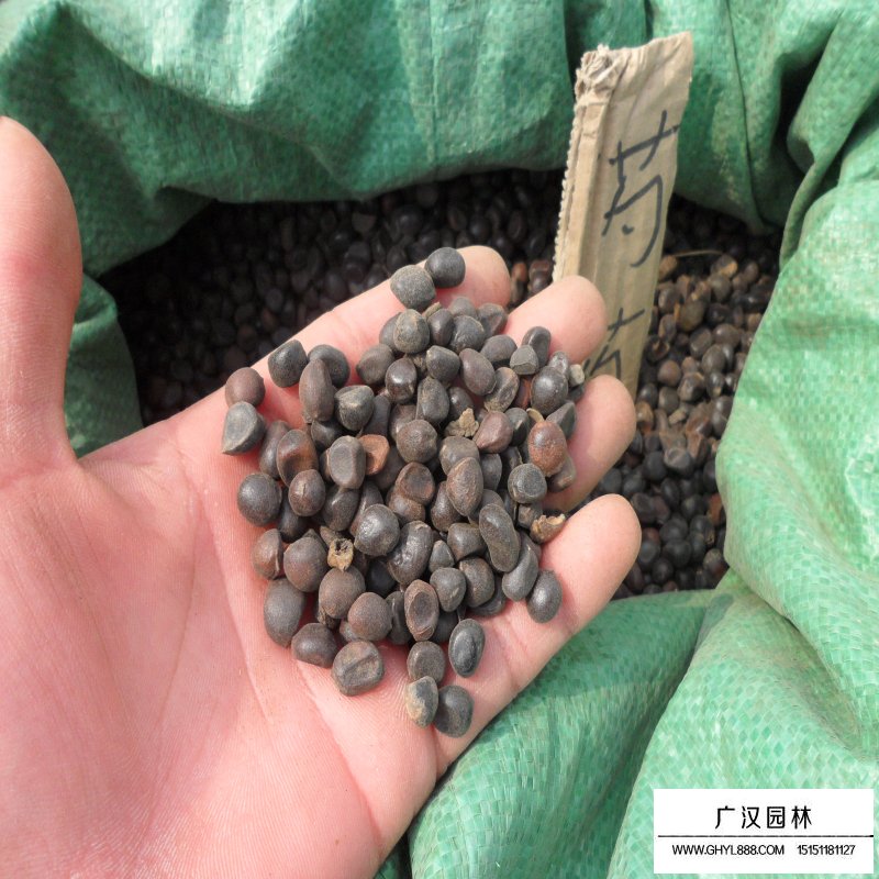 芍藥發芽需要什么條件(圖3)