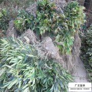 十大功勞