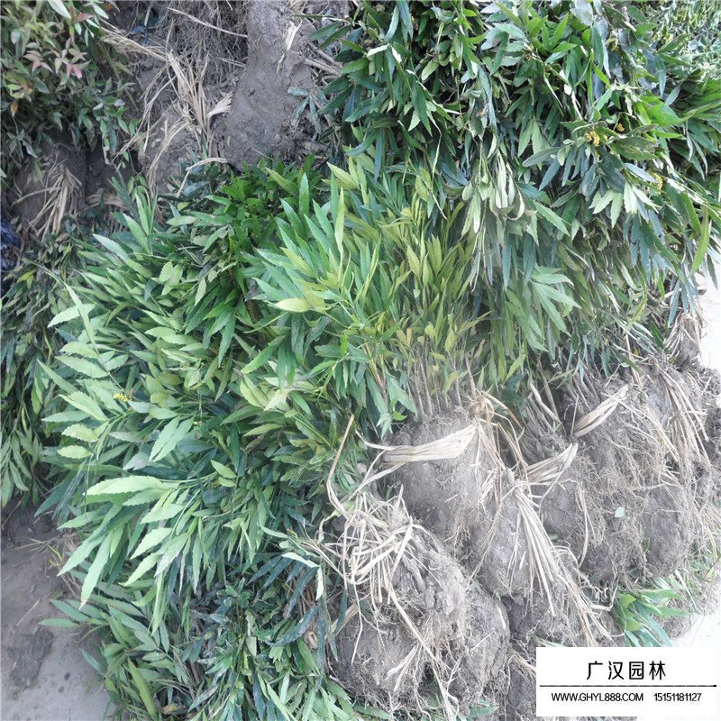十大功勞的價值(圖4)