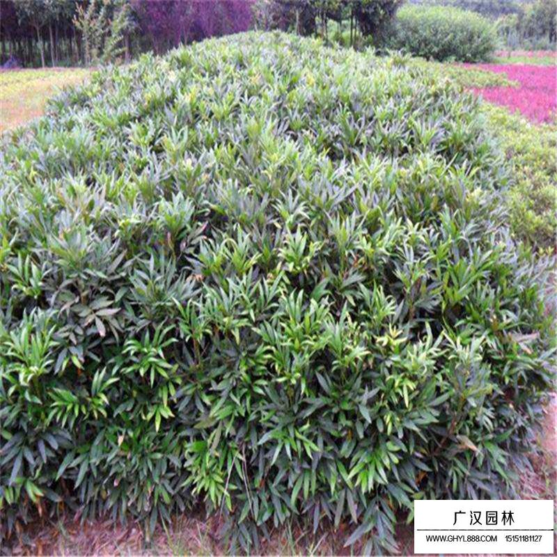 沭陽十大功勞價格