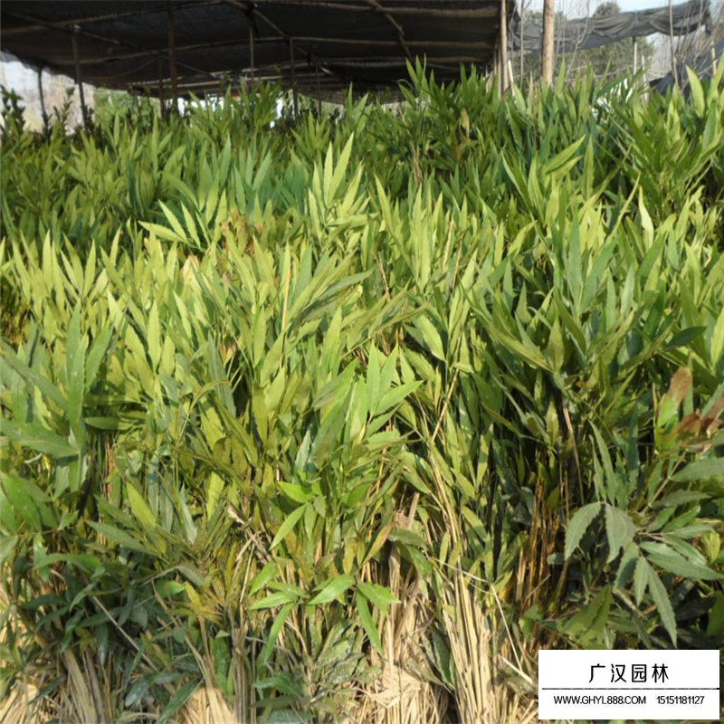 沭陽十大功勞基地
