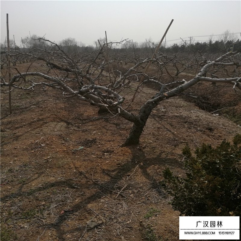 桃樹種子什么價格(圖1)