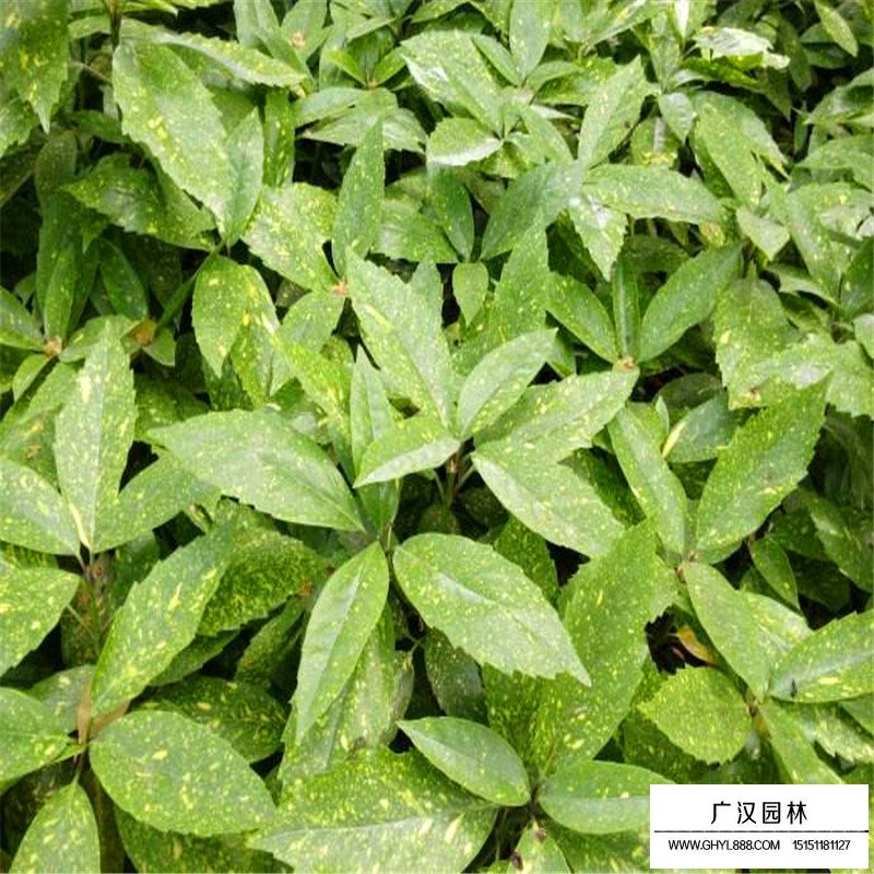 桃葉珊瑚基地