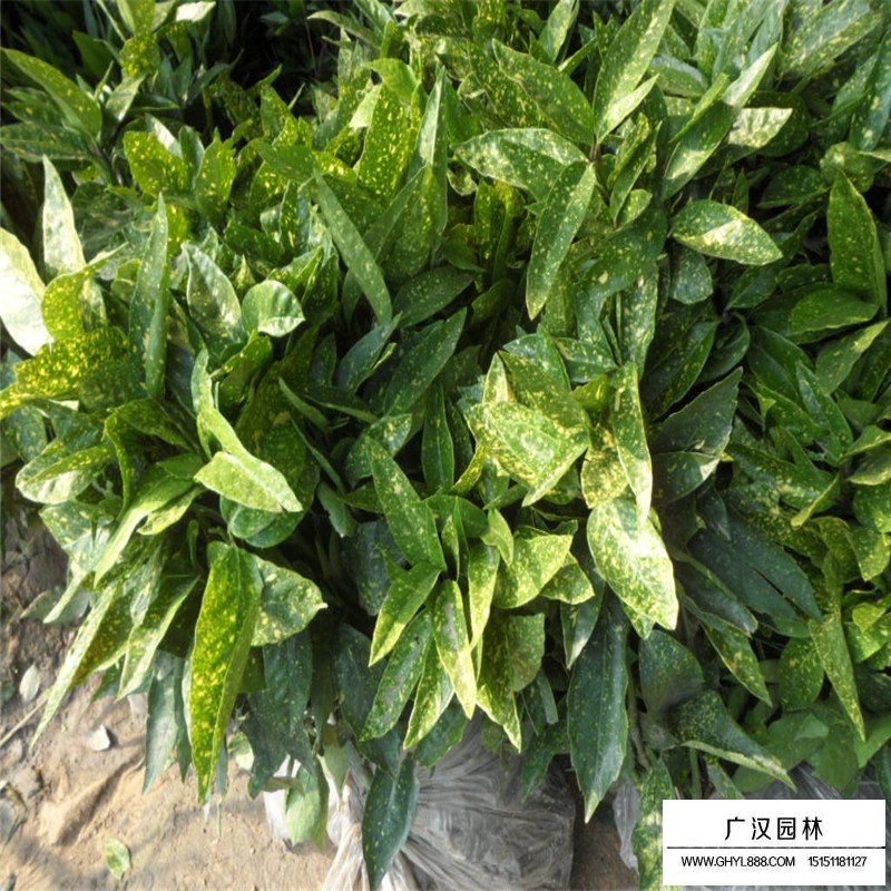 桃葉珊瑚基地