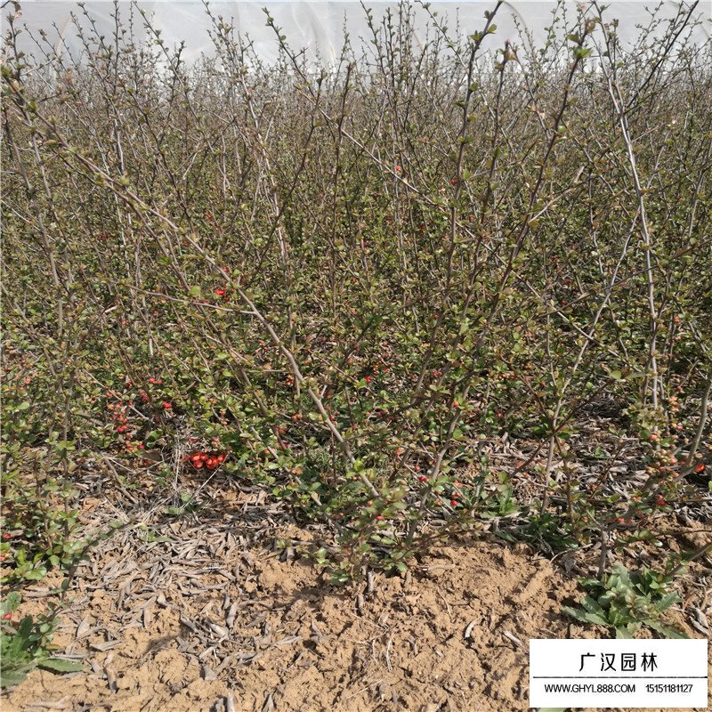 貼梗海棠價格