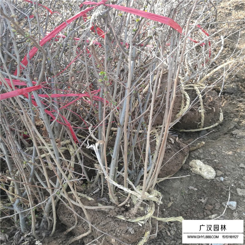 貼梗海棠