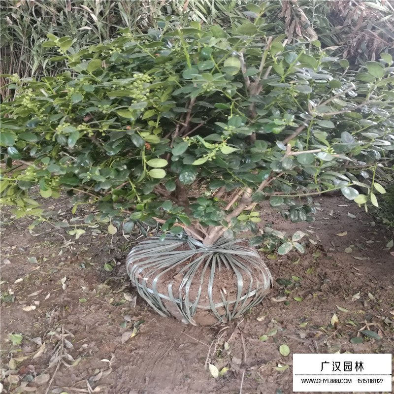 無刺構骨球基地
