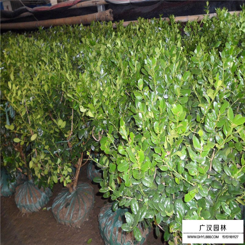 無刺枸骨球