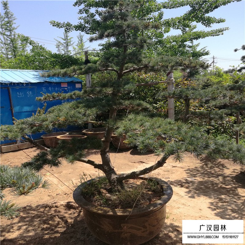 五針松基地