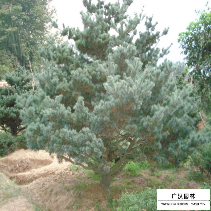 五針松基地