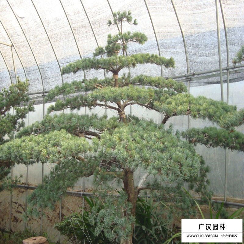 五針松(圖6)