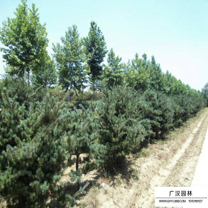 五針松基地