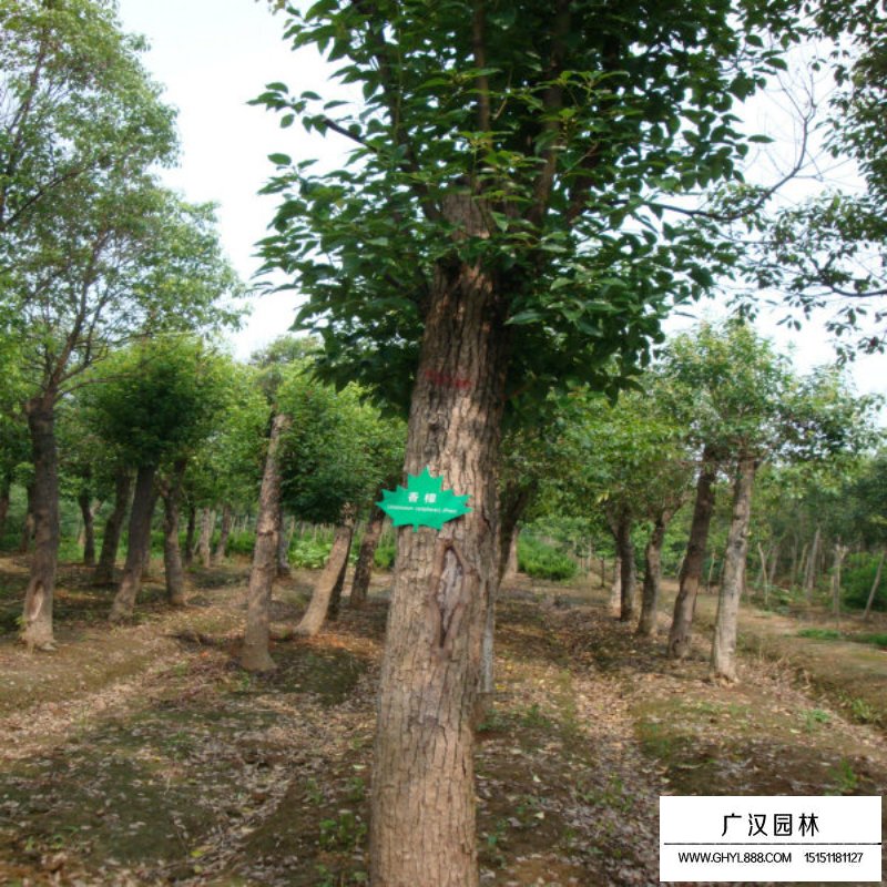 香樟樹價格