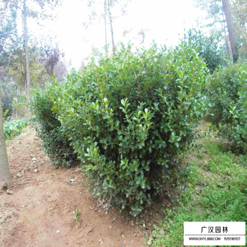 黃楊木的實際應用(圖1)