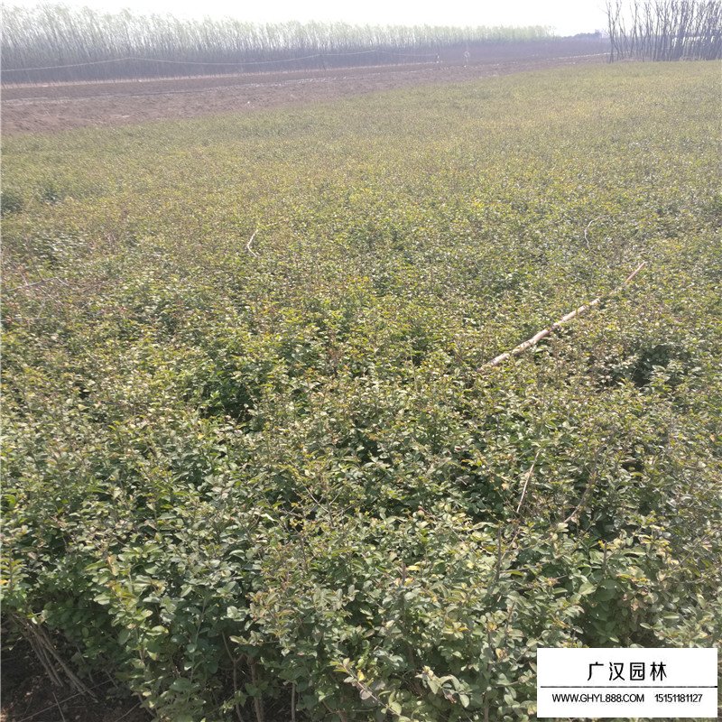 小葉女貞
