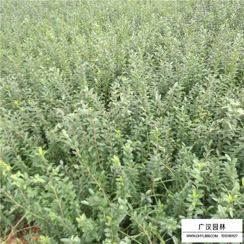 小葉女貞