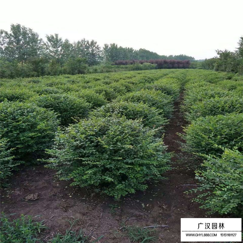 小葉女貞球產地