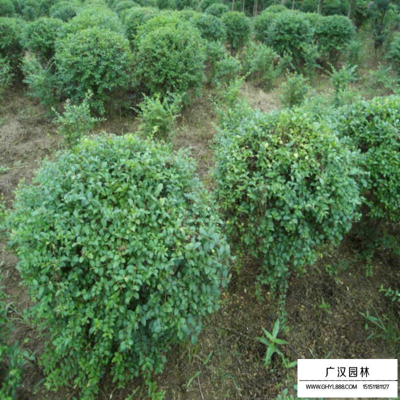 小葉女貞球產地