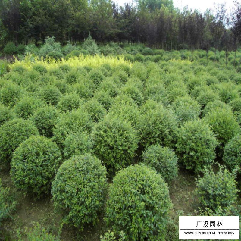 小葉女貞球產地