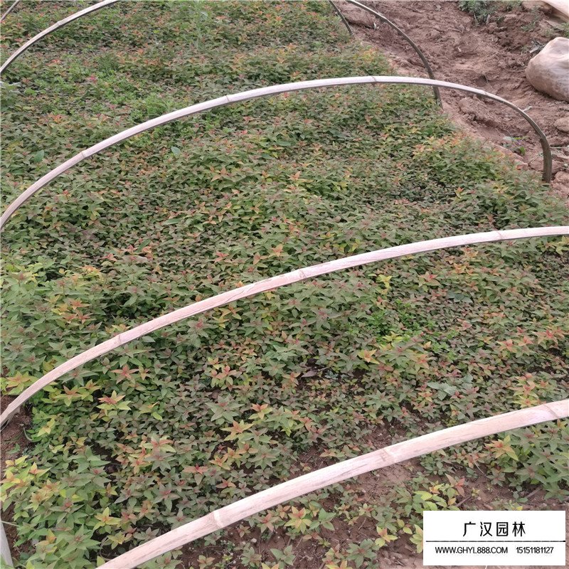 繡線菊