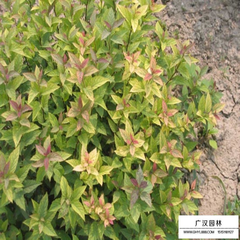 繡線菊