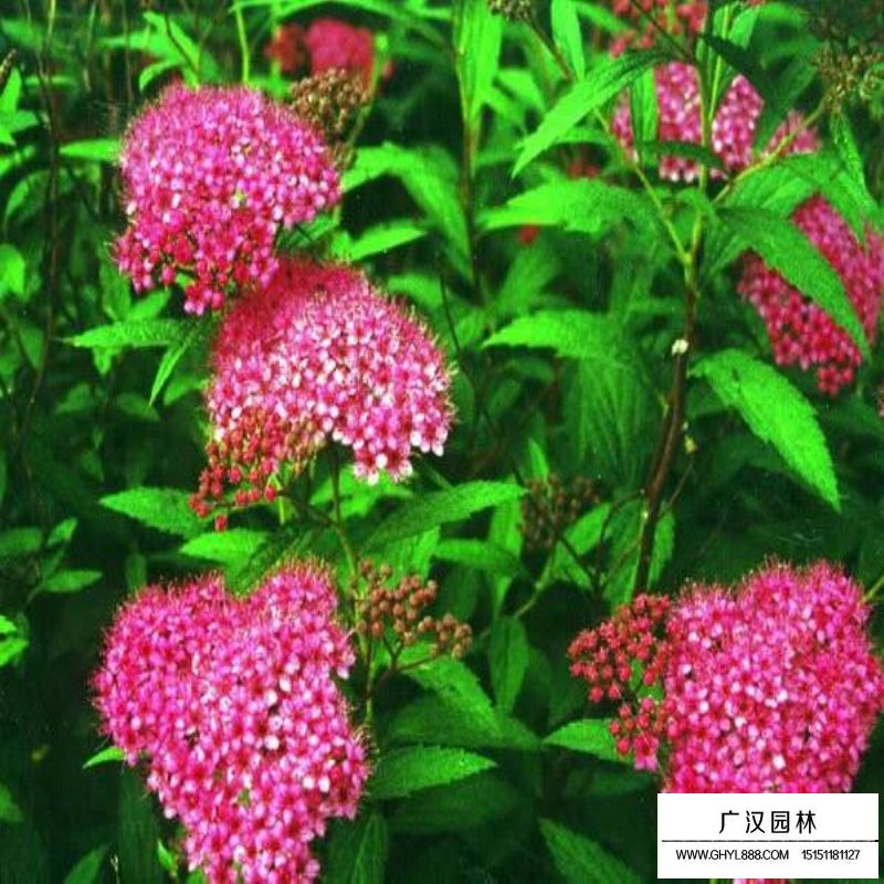 繡線菊(圖3)