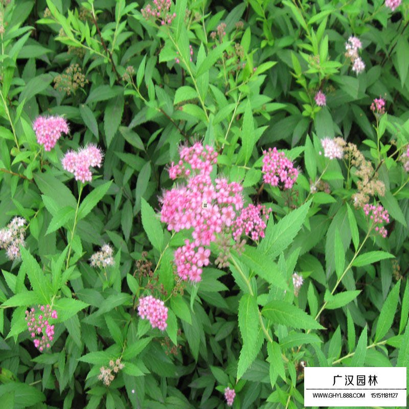 繡線菊