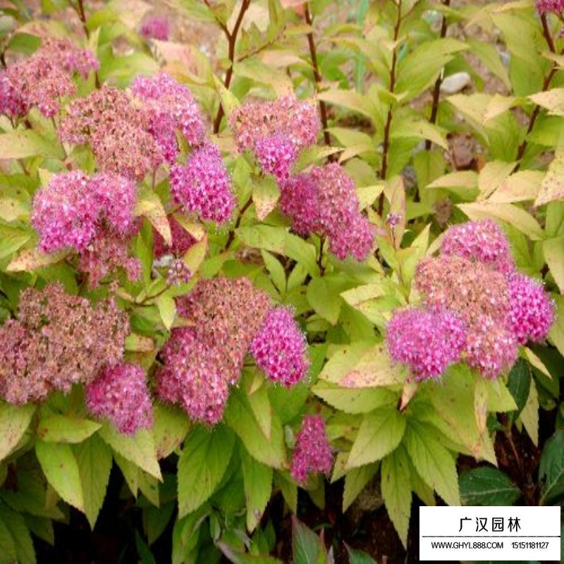 繡線菊(圖5)