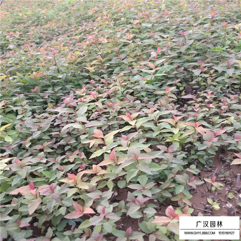 繡線菊(圖7)