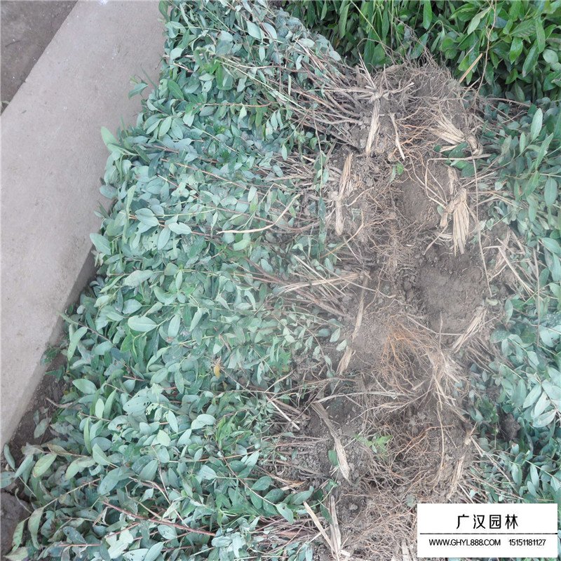 繡線菊