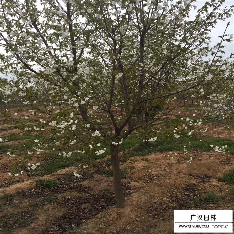 櫻花樹的價格