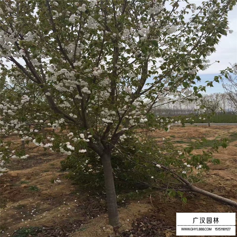 櫻花樹的價格