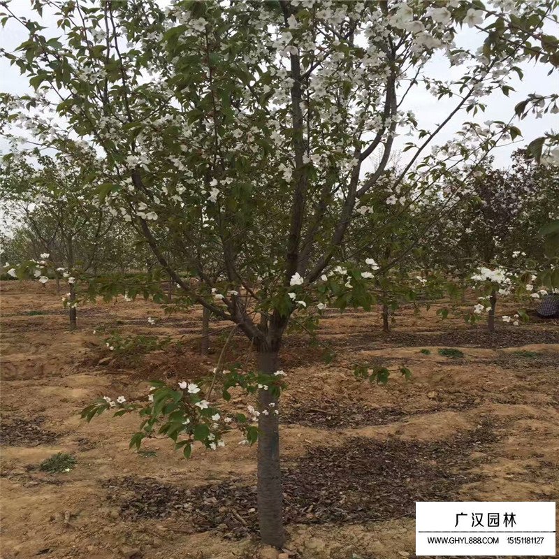 櫻花樹的價格