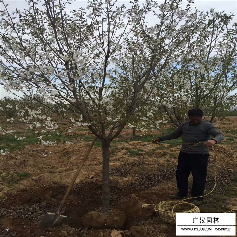 櫻花樹價格