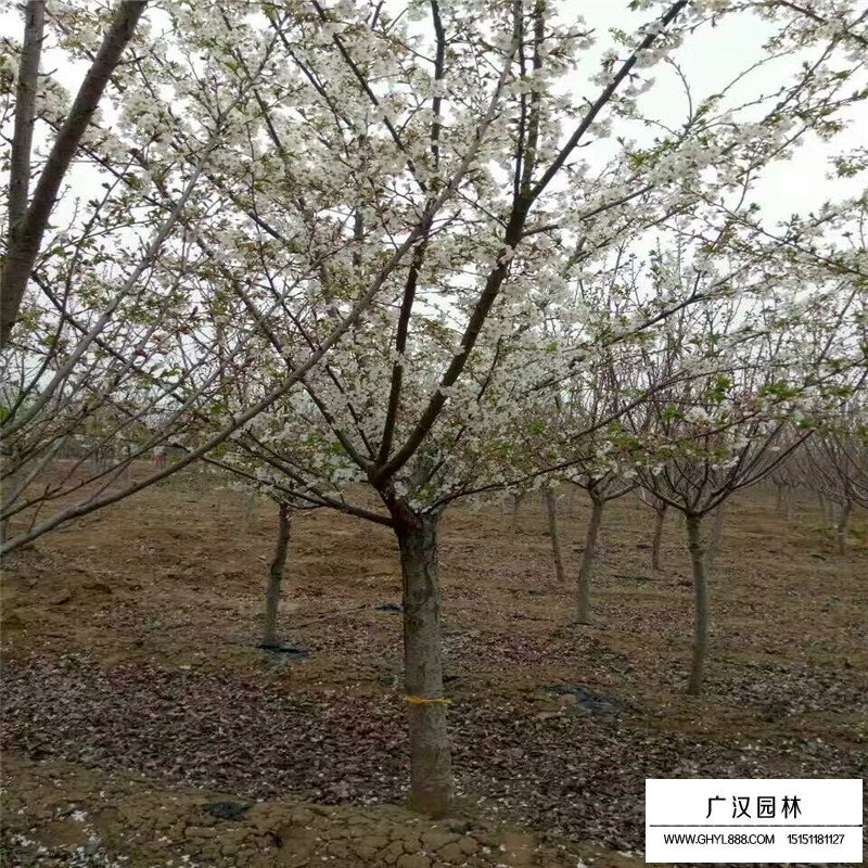 櫻花樹的價格