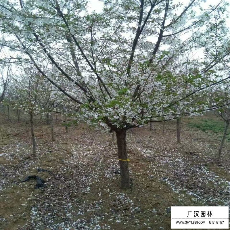 櫻花樹價格
