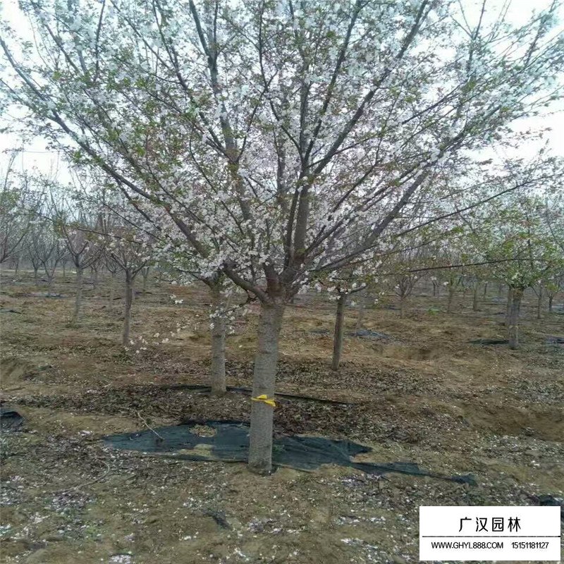櫻花圖片
