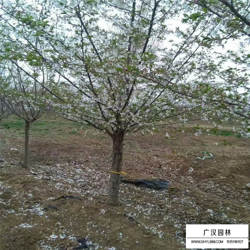 櫻花圖片