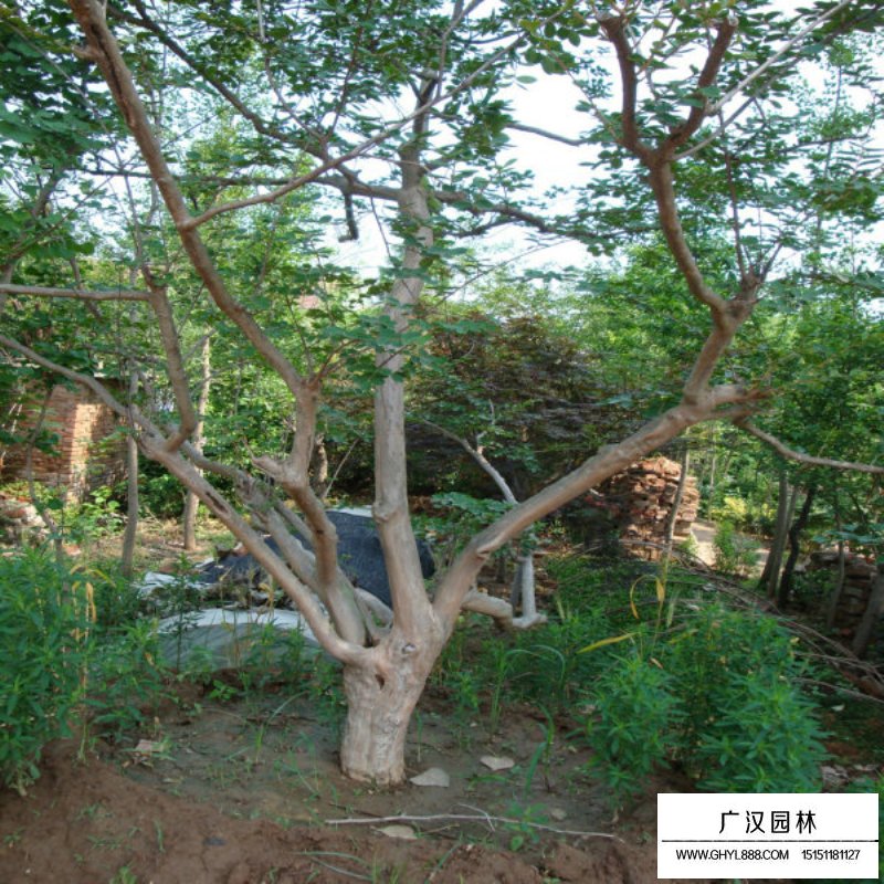 紫薇樹小苗價格是多少