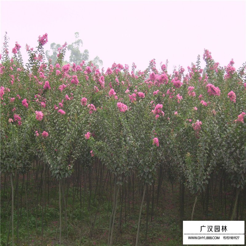 紫薇樹