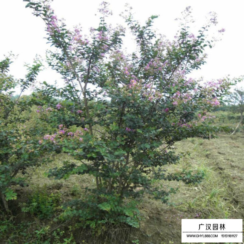 紫薇樹價格表