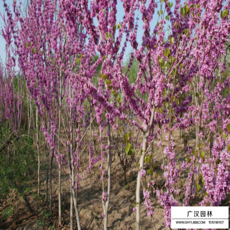 紫荊花的作用(圖2)