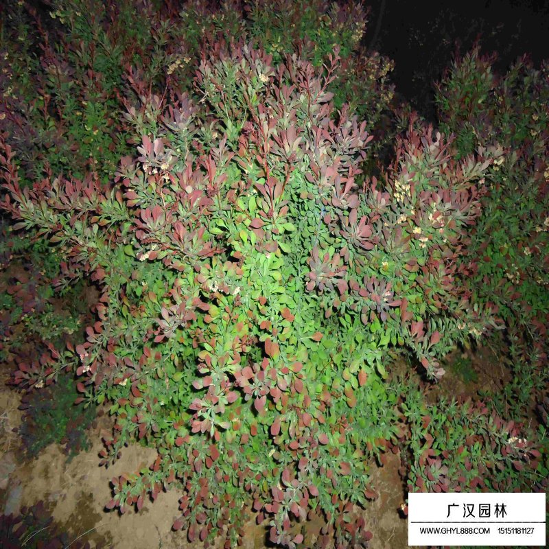 紫葉小檗球產地