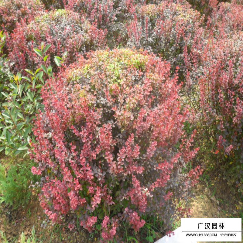 紫葉小檗球產地