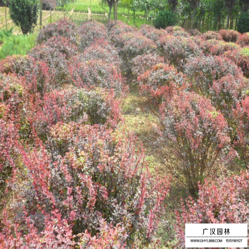 紫葉小檗球產地